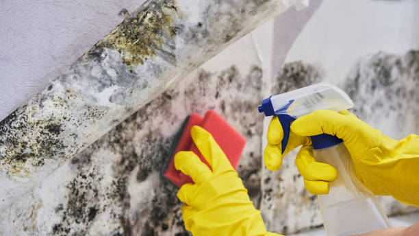 Best Residential Mold Remediation in Oolitic, IN